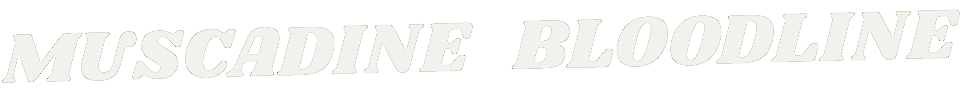 logo-2